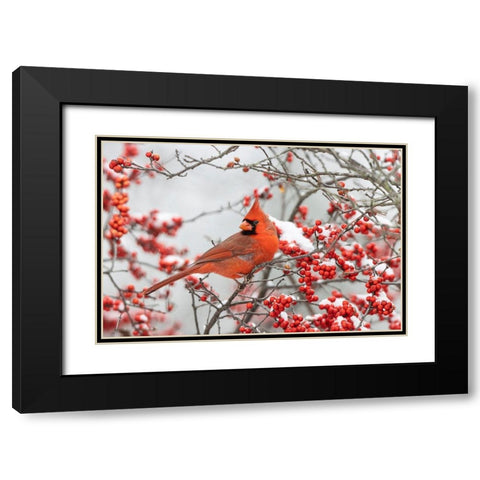 Northern Cardinal male in Winterberry bush in winter Black Modern Wood Framed Art Print with Double Matting by Day, Richard and Susan