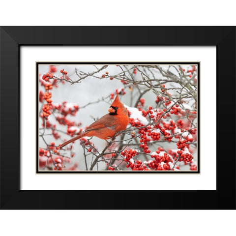 Northern Cardinal male in Winterberry bush in winter Black Modern Wood Framed Art Print with Double Matting by Day, Richard and Susan