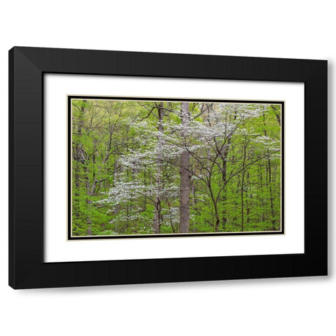 Flowering Dogwood Tree (Cornus florida) in spring Stephen A Forbes St Park Black Modern Wood Framed Art Print with Double Matting by Day, Richard and Susan