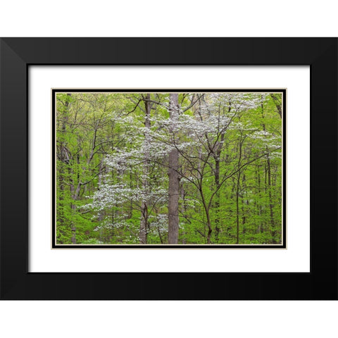 Flowering Dogwood Tree (Cornus florida) in spring Stephen A Forbes St Park Black Modern Wood Framed Art Print with Double Matting by Day, Richard and Susan