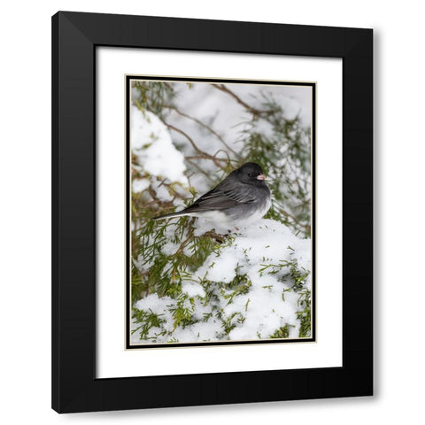 Dark-eyed Junco-Junco hyemalis-feeding in Red Cedar in winter-Marion County-Illinois Black Modern Wood Framed Art Print with Double Matting by Day, Richard and Susan