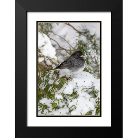 Dark-eyed Junco-Junco hyemalis-feeding in Red Cedar in winter-Marion County-Illinois Black Modern Wood Framed Art Print with Double Matting by Day, Richard and Susan