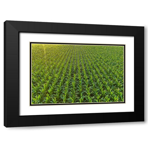 Aerial view of corn field-Marion County-Illinois Black Modern Wood Framed Art Print with Double Matting by Day, Richard and Susan