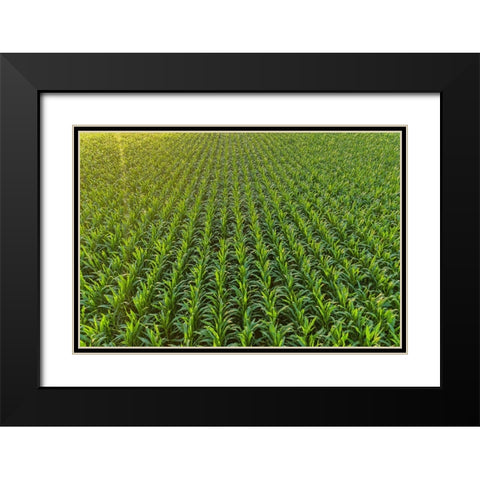 Aerial view of corn field-Marion County-Illinois Black Modern Wood Framed Art Print with Double Matting by Day, Richard and Susan