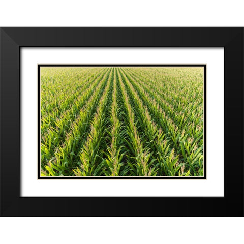Aerial view of corn field-Marion County-Illinois Black Modern Wood Framed Art Print with Double Matting by Day, Richard and Susan