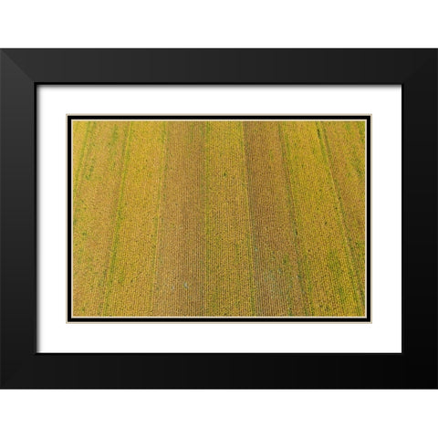 Aerial view of corn field near harvest time-Marion County-Illinois Black Modern Wood Framed Art Print with Double Matting by Day, Richard and Susan