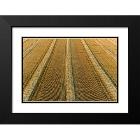 Aerial view of rows of wheat straw before baling-Marion County-Illinois Black Modern Wood Framed Art Print with Double Matting by Day, Richard and Susan