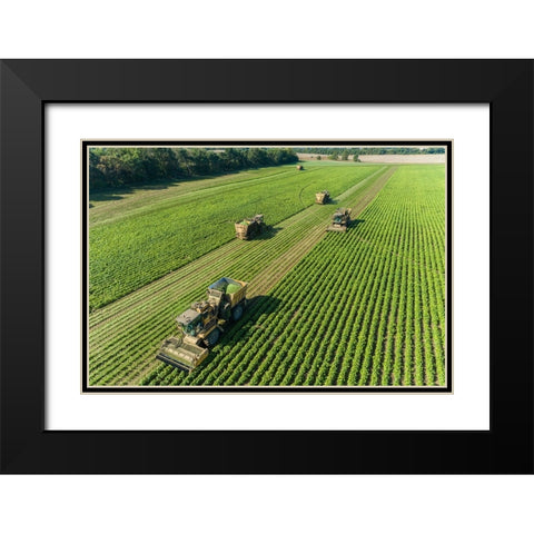 Picking green beans during the green bean harvest-Mason County-Illinois Black Modern Wood Framed Art Print with Double Matting by Day, Richard and Susan