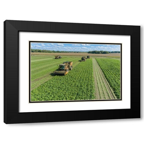 Picking green beans during the green bean harvest-Mason County-Illinois Black Modern Wood Framed Art Print with Double Matting by Day, Richard and Susan