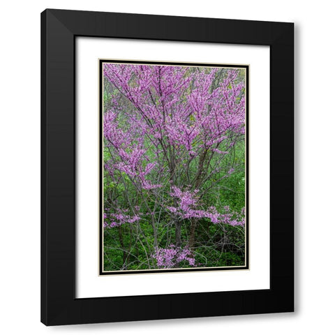 Redbud trees blooms in spring-Marion County-Illinois Black Modern Wood Framed Art Print with Double Matting by Day, Richard and Susan