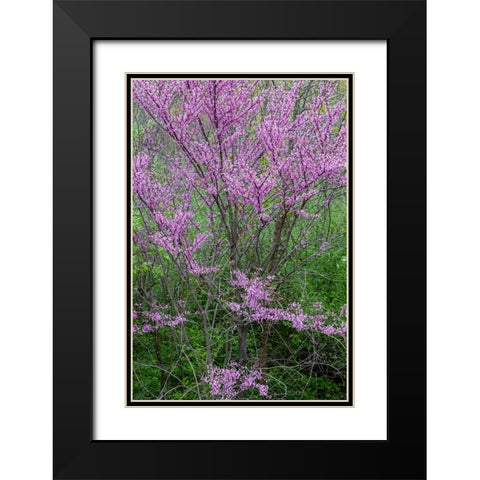 Redbud trees blooms in spring-Marion County-Illinois Black Modern Wood Framed Art Print with Double Matting by Day, Richard and Susan