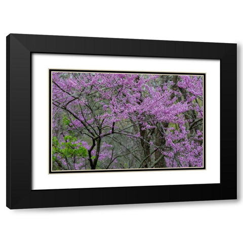 Redbud trees blooms in spring-Marion County-Illinois Black Modern Wood Framed Art Print with Double Matting by Day, Richard and Susan