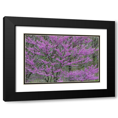 Redbud trees blooms in spring-Marion County-Illinois Black Modern Wood Framed Art Print with Double Matting by Day, Richard and Susan