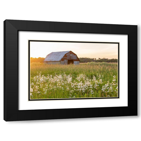 Old barn and field of penstemon at sunset Prairie Ridge State Natural Area-Marion County-Illinois Black Modern Wood Framed Art Print with Double Matting by Day, Richard and Susan