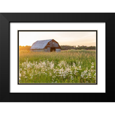 Old barn and field of penstemon at sunset Prairie Ridge State Natural Area-Marion County-Illinois Black Modern Wood Framed Art Print with Double Matting by Day, Richard and Susan