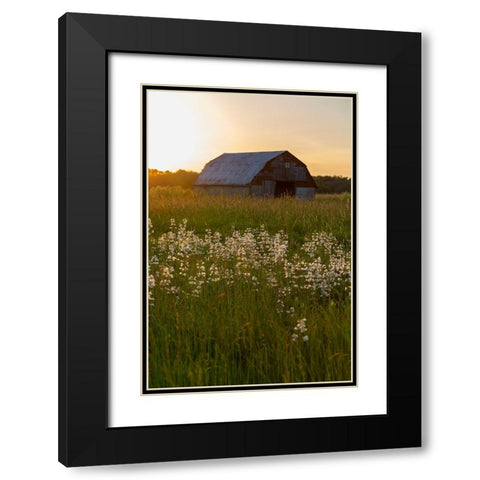 Old barn and field of penstemon at sunset Prairie Ridge State Natural Area-Marion County-Illinois Black Modern Wood Framed Art Print with Double Matting by Day, Richard and Susan