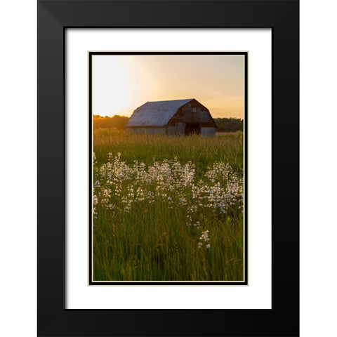 Old barn and field of penstemon at sunset Prairie Ridge State Natural Area-Marion County-Illinois Black Modern Wood Framed Art Print with Double Matting by Day, Richard and Susan