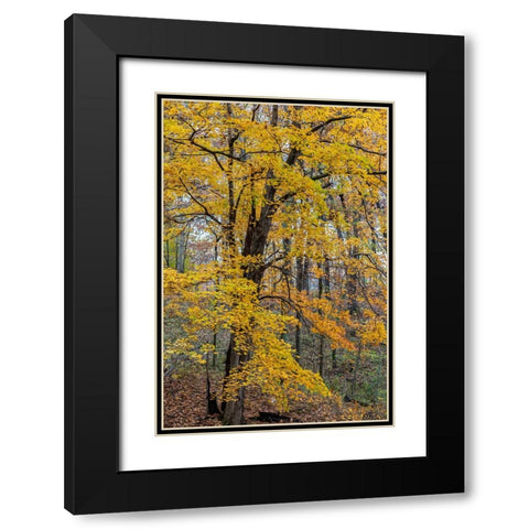 Fall color at Stephen A-Forbes State Park-Marion County-Illinois Black Modern Wood Framed Art Print with Double Matting by Day, Richard and Susan
