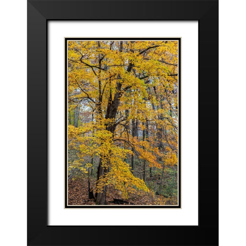 Fall color at Stephen A-Forbes State Park-Marion County-Illinois Black Modern Wood Framed Art Print with Double Matting by Day, Richard and Susan