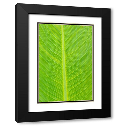 Canna leaf-Marion County-Illinois Black Modern Wood Framed Art Print with Double Matting by Day, Richard and Susan