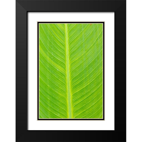 Canna leaf-Marion County-Illinois Black Modern Wood Framed Art Print with Double Matting by Day, Richard and Susan