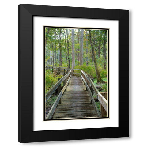 Wooden Boardwalk Trail-Twin Swamps Nature Preserve-Indiana-Midwest-USA Black Modern Wood Framed Art Print with Double Matting by Miller, Anna