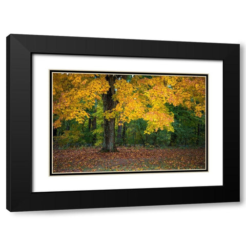 Autumn Yellow Foliage of Sugar Maple in Clifty Creek Park-Southern Indiana Black Modern Wood Framed Art Print with Double Matting by Miller, Anna