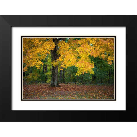 Autumn Yellow Foliage of Sugar Maple in Clifty Creek Park-Southern Indiana Black Modern Wood Framed Art Print with Double Matting by Miller, Anna
