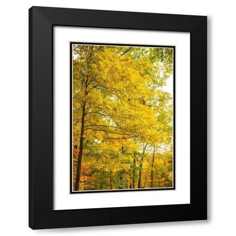 Backlit Autumn Yellow Foliage in Clifty Creek Park-Southern Indiana Black Modern Wood Framed Art Print with Double Matting by Miller, Anna