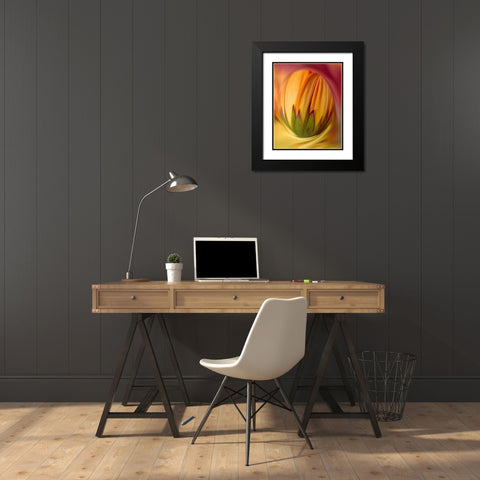 Indiana, Carmel Close-up of gerbera daisy bud Black Modern Wood Framed Art Print with Double Matting by Kelley, David