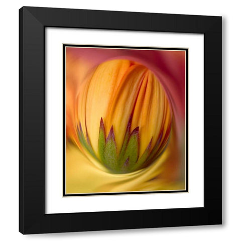 Indiana, Carmel Close-up of gerbera daisy bud Black Modern Wood Framed Art Print with Double Matting by Kelley, David