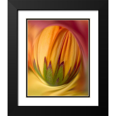 Indiana, Carmel Close-up of gerbera daisy bud Black Modern Wood Framed Art Print with Double Matting by Kelley, David