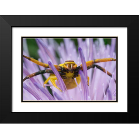 Indiana, River Road Park Yellow crab spider Black Modern Wood Framed Art Print with Double Matting by Kelley, David