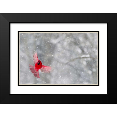 Indiana, Indianapolis Cardinal  in flight Black Modern Wood Framed Art Print with Double Matting by Kaveney, Wendy