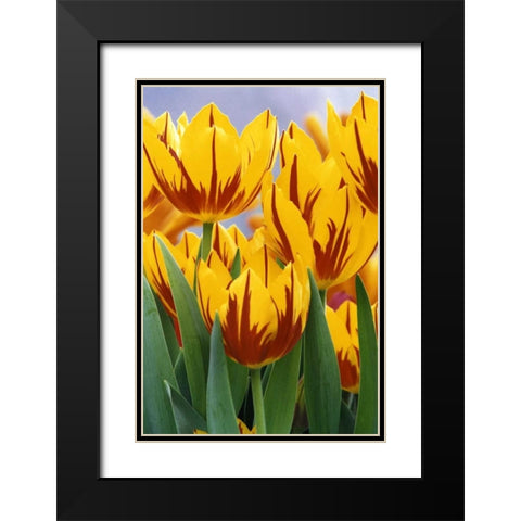 Indiana, Indianapolis Tulips at Garfield Park Black Modern Wood Framed Art Print with Double Matting by Kaveney, Wendy