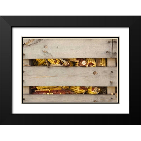 Corn in corn crib Indianapolis, Indiana, USA Black Modern Wood Framed Art Print with Double Matting by Kaveney, Wendy