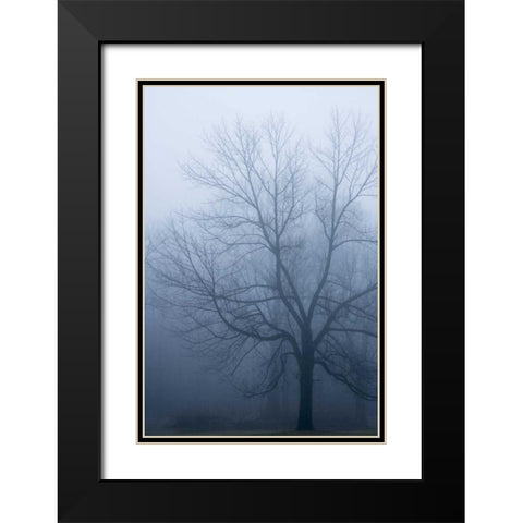 USA, Indiana Skeleton tree in fog Black Modern Wood Framed Art Print with Double Matting by Kaveney, Wendy