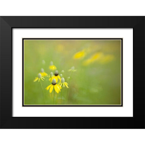 Indianapolis Wild grey-headed coneflowers Black Modern Wood Framed Art Print with Double Matting by Kaveney, Wendy