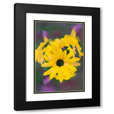 Coreopsis Flower-Louisville-Kentucky Black Modern Wood Framed Art Print with Double Matting by Jones, Adam