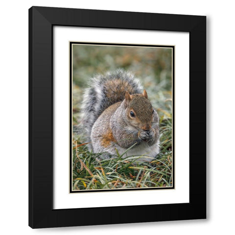 Eastern gray squirrel-Kentucky Black Modern Wood Framed Art Print with Double Matting by Jones, Adam