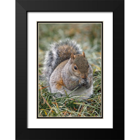Eastern gray squirrel-Kentucky Black Modern Wood Framed Art Print with Double Matting by Jones, Adam