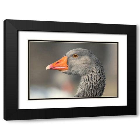French Toulouse Goose-Kentucky Black Modern Wood Framed Art Print with Double Matting by Jones, Adam