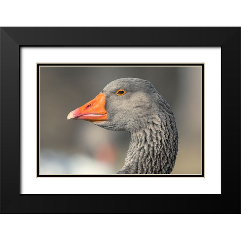 French Toulouse Goose-Kentucky Black Modern Wood Framed Art Print with Double Matting by Jones, Adam