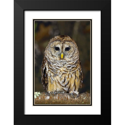 Barred owl-Kentucky Black Modern Wood Framed Art Print with Double Matting by Jones, Adam