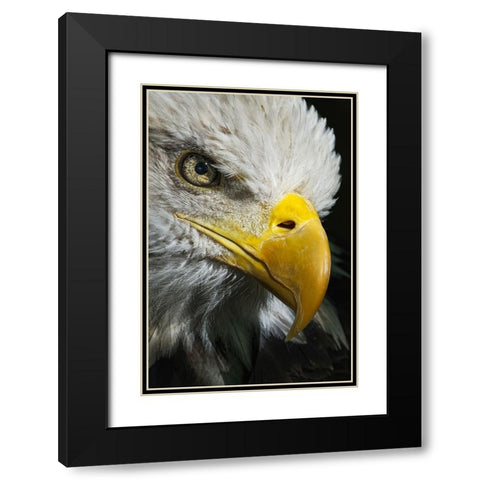 Close-up portrait of Bald eagle-Kentucky Black Modern Wood Framed Art Print with Double Matting by Jones, Adam