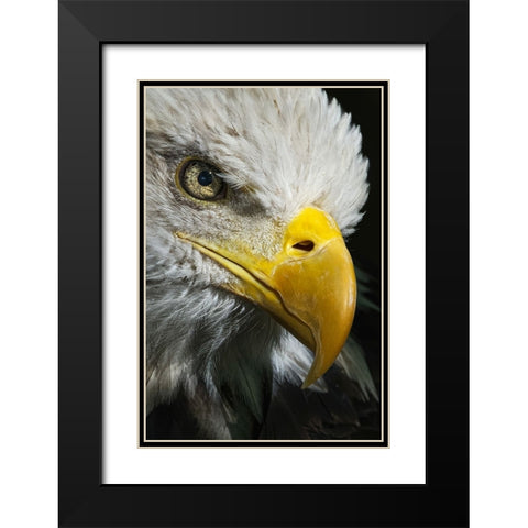 Close-up portrait of Bald eagle-Kentucky Black Modern Wood Framed Art Print with Double Matting by Jones, Adam