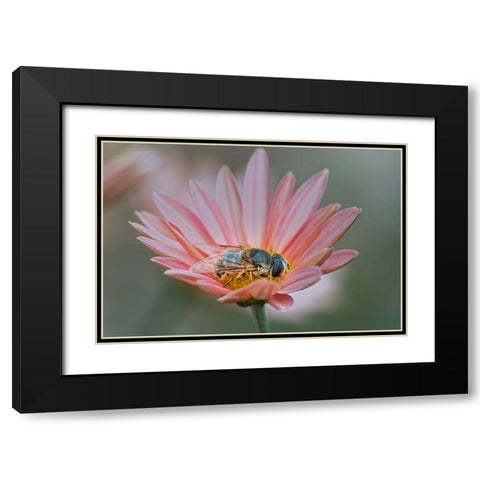 Fly mimicking a bee-Kentucky Black Modern Wood Framed Art Print with Double Matting by Jones, Adam