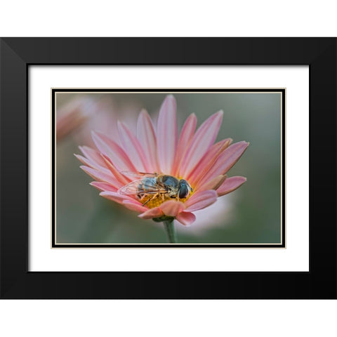 Fly mimicking a bee-Kentucky Black Modern Wood Framed Art Print with Double Matting by Jones, Adam