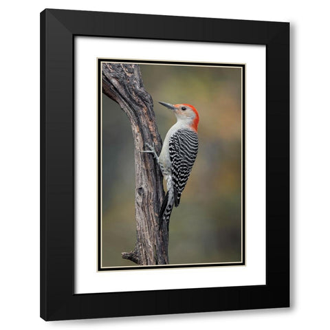 Male Red-bellied woodpecker in autumn-Kentucky Black Modern Wood Framed Art Print with Double Matting by Jones, Adam