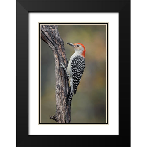 Male Red-bellied woodpecker in autumn-Kentucky Black Modern Wood Framed Art Print with Double Matting by Jones, Adam